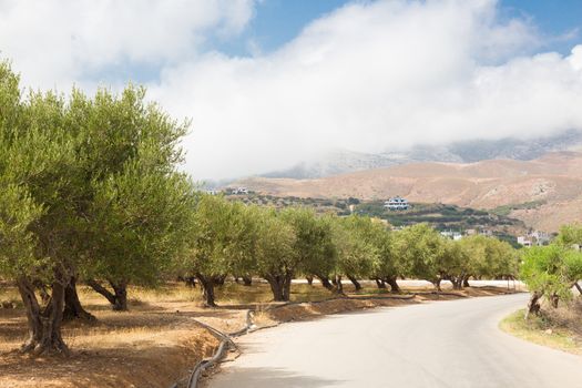 Olive grove on a hot summer day on Crete island, Greece.