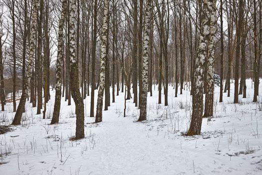 Forest in winter covered by snow