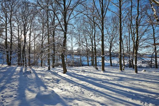 Winter trees in the park