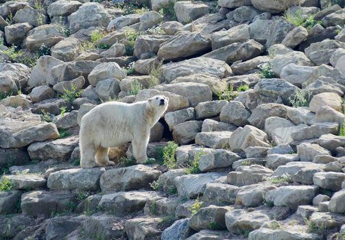 Polar bear in scene after snow thawed, global warming