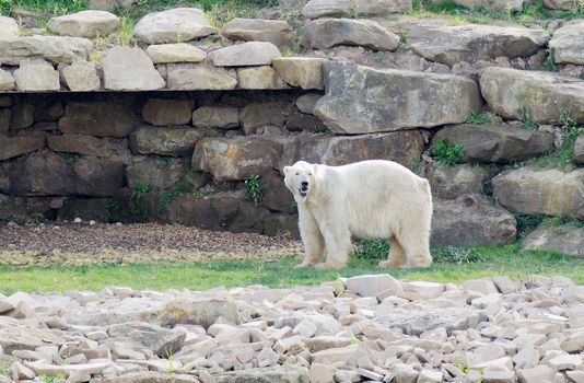 Polar bear looking alert in landscape after snow thawed due to global warming