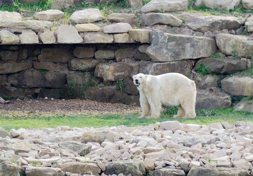 Polar bear in landscape after snow thawed due to climate change