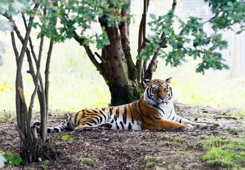 Tiger looking lazy is laying on the ground having a rest in the shade