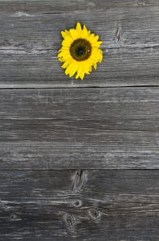 old wooden gray plank board background and texture  with sunflower