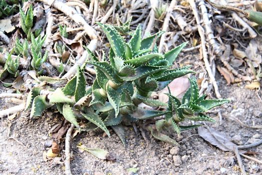 Photo of Beautiful Cactus in the Garden made in the late Summer time in Spain, 2013