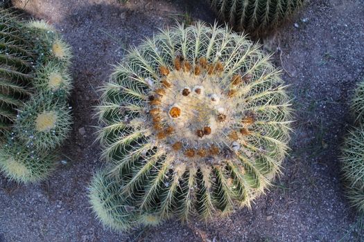 Photo of Beautiful Cactus in the Garden made in the late Summer time in Spain, 2013