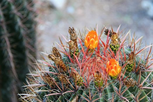 Photo of Beautiful Cactus in the Garden made in the late Summer time in Spain, 2013