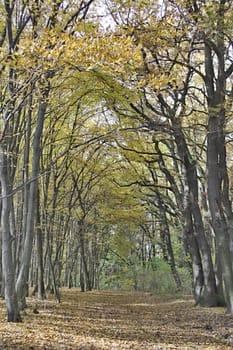 Photo of Autumn Colourful Leafs made in the late autumn.