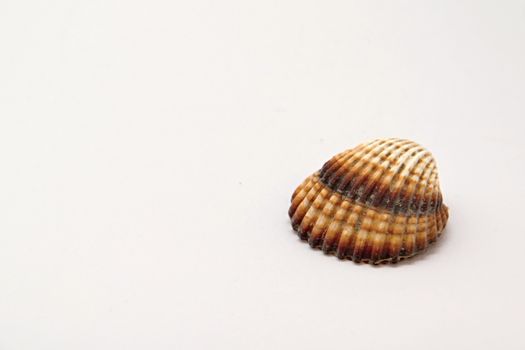 Photo of Seashell Object perfectly fits to various presentation purposes.