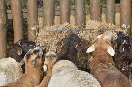 Group of goats feeding on hay