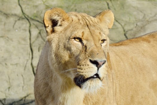 Portrait of Lioness