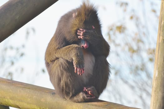 Mandrill with face covered