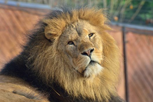 Lion looking back towards  camera