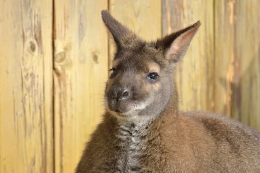 Wallaby face