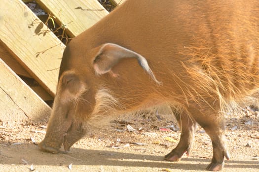 red river hog feeding