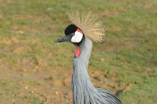 Head of Grey Crowned Crane