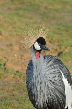 Grey Crane standing up