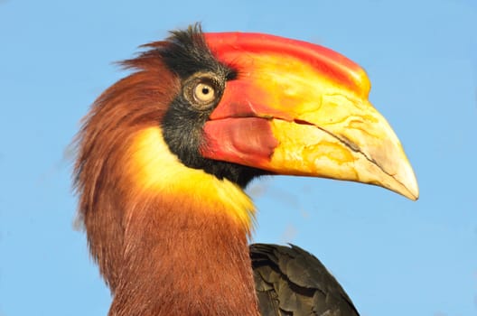 Single hornbill head