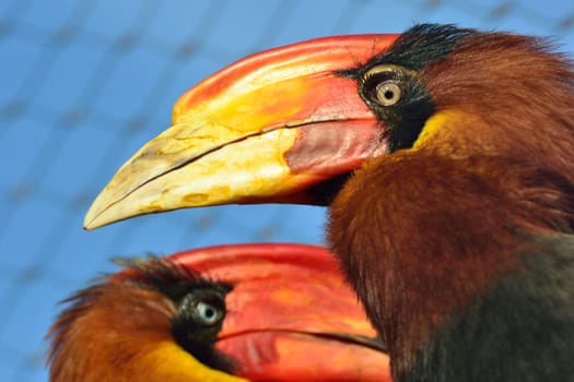 Bright Hornbill Birds