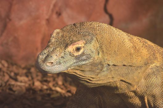 Head of large lizard