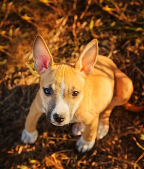 The puppy of the American Staffordshire terrier sits in a high grass