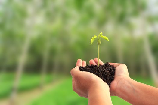 Hand holding young plant with soil on blur tree background