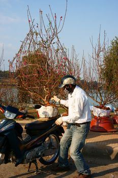 DA LAT, VIET NAM- JAN 27: Asian people transfer peach blossom at open air market on Tet season, traditional culture of Vietnamese is buy flowerpot for house decoratiion in spring, Vietnam, Jan27, 2014