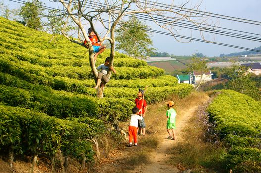 DA LAT, VIET NAM- JAN 24: Group of Asian children with outdoor activity, Vietnamese boy climbing to tree at tea garden, active kid happy with friendship, Dalat, Vietnamese, Jan24, 2014