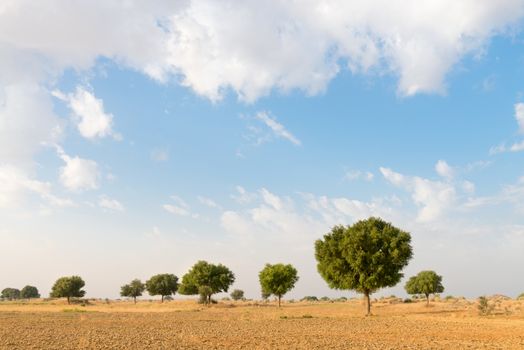 Agricultural fallow land field under blue sky in thar desert (great indian desert)