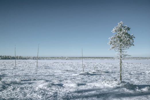 Solitary snow-covered tree on a frozen plain            