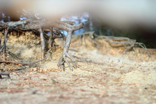 tree roots and sun light. beautiful background