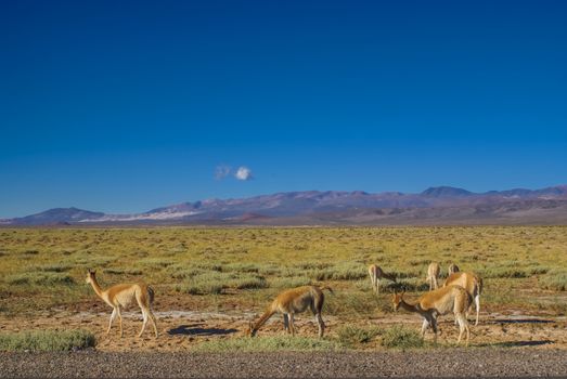 Guanaco lamas on picturesque landscape in Argentina, south America            
