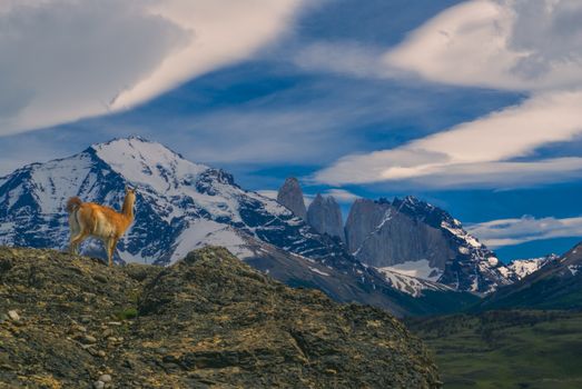 Guanaco in national park Torres del Paine in south American Andes                   