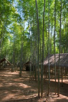 Green bamboo forest and wooden pavilions