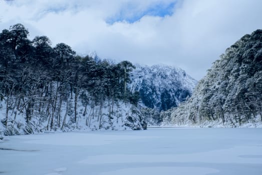 Panoramic view of dense forest under a snowy cover on the shore              