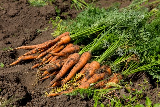 Harvest fresh organic carrots on the ground
