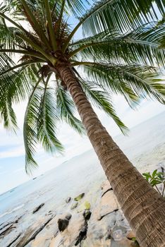 Tropical coconut palm and sea with blue sky on background