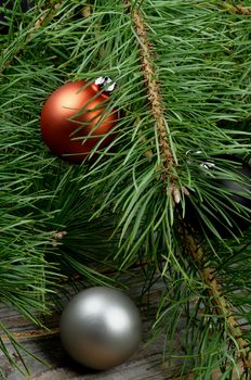 Christmas Decoration with Orange and Silver Baubles into Fluffy Green Pine Branches with Long Needles closeup on Wooden background