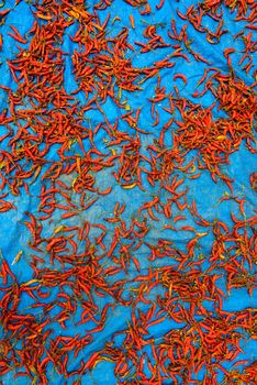 Red chillis drying on a blue tarpaulin