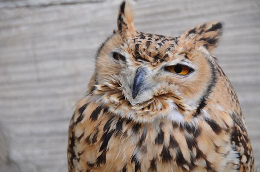 Closeup of an eagle owl