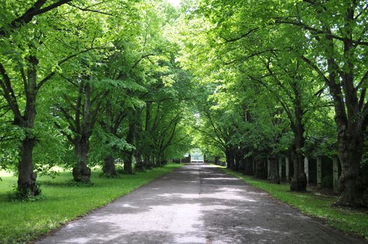 Green alley in Estonia