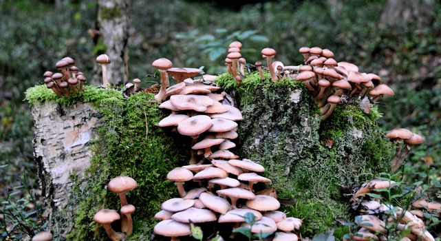 Many mushrooms growing in Estonian forest