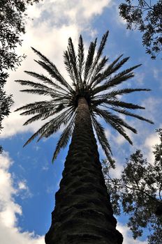 Palm Tree from below in Hawaii