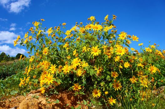 Amazing scene of beautiful nature at Dalat countryside, grove of wild sunflower bloom vibrant, da quy flower in beauty yellow up to blue sky in winter day, a special flower of Da Lat, Vietnam