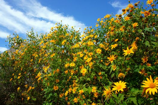 Amazing scene of beautiful nature at Dalat countryside, grove of wild sunflower bloom vibrant, da quy flower in beauty yellow up to blue sky in winter day, a special flower of Da Lat, Vietnam