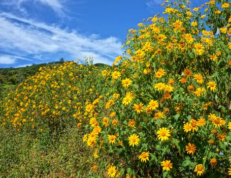 Amazing scene of beautiful nature at Dalat countryside, grove of wild sunflower bloom vibrant, da quy flower in beauty yellow up to blue sky in winter day, a special flower of Da Lat, Vietnam