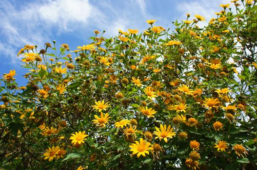 Amazing scene of beautiful nature at Dalat countryside, grove of wild sunflower bloom vibrant, da quy flower in beauty yellow up to blue sky in winter day, a special flower of Da Lat, Vietnam