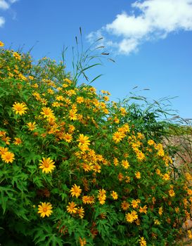 Amazing scene of beautiful nature at Dalat countryside, grove of wild sunflower bloom vibrant, da quy flower in beauty yellow up to blue sky in winter day, a special flower of Da Lat, Vietnam