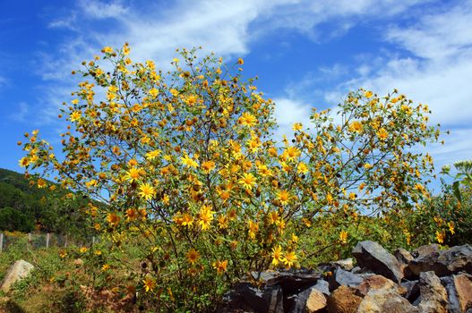 Amazing scene of beautiful nature at Dalat countryside, grove of wild sunflower bloom vibrant, da quy flower in beauty yellow up to blue sky in winter day, a special flower of Da Lat, Vietnam