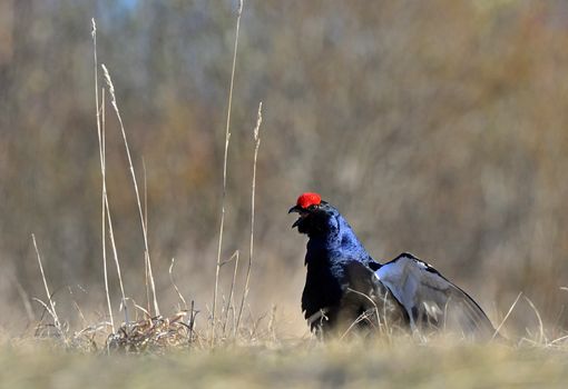 Lekking Black Grouse ( Lyrurus tetrix). Early morning. Sunrise 